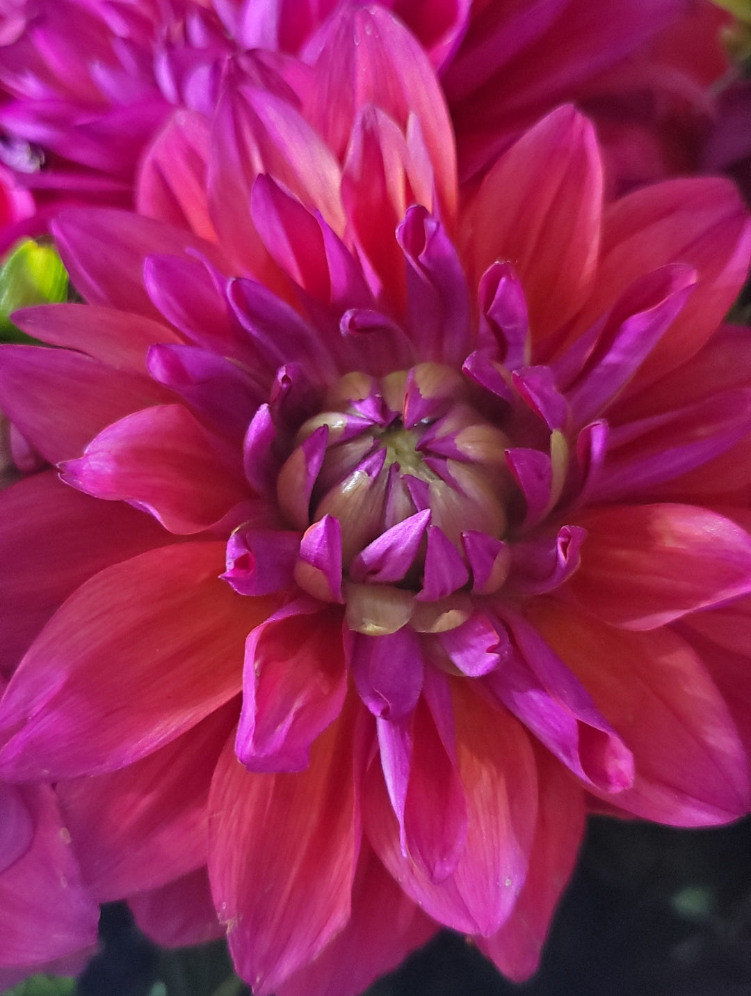 Blumenladen in Heidelberg