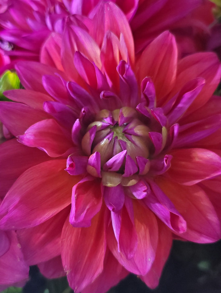 Blumenladen in Heidelberg