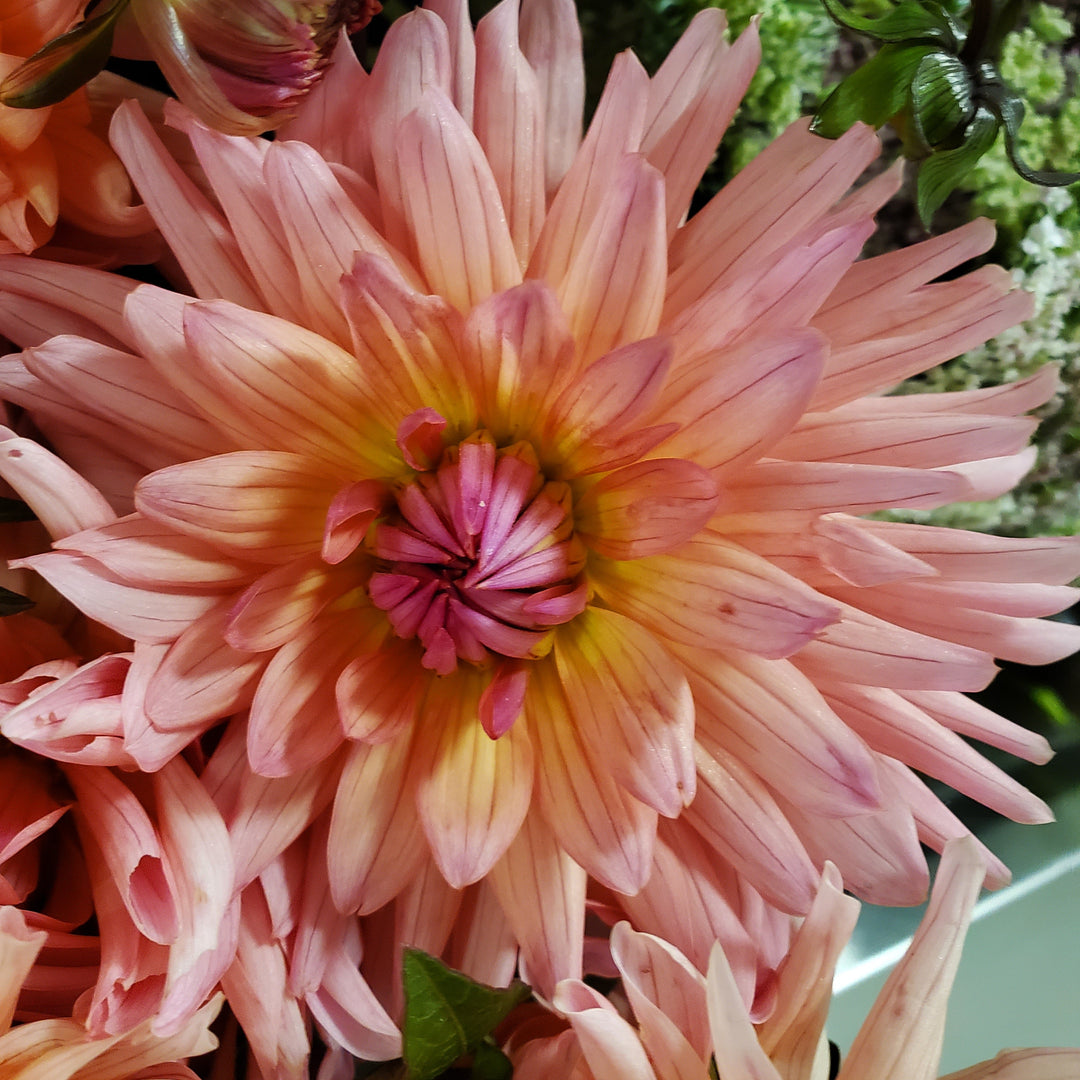 FlowerWorks Heidelberg