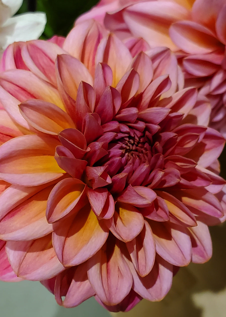 FlowerWorks Heidelberg