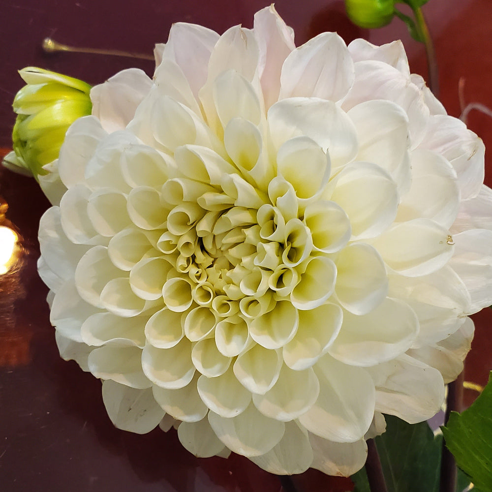 Pro Stiel.

Lieferung erst ab Gesamtsumme von € 25

Sie mischen und kombinieren nach Ihrer Wahl.

Wir binden den Strauß für Sie.