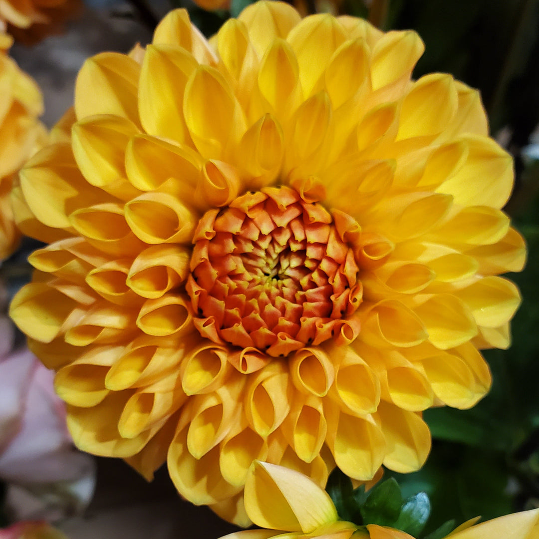 Pro Stiel.

Lieferung erst ab Gesamtsumme von € 25

Sie mischen und kombinieren nach Ihrer Wahl.

Wir binden den Strauß für Sie.