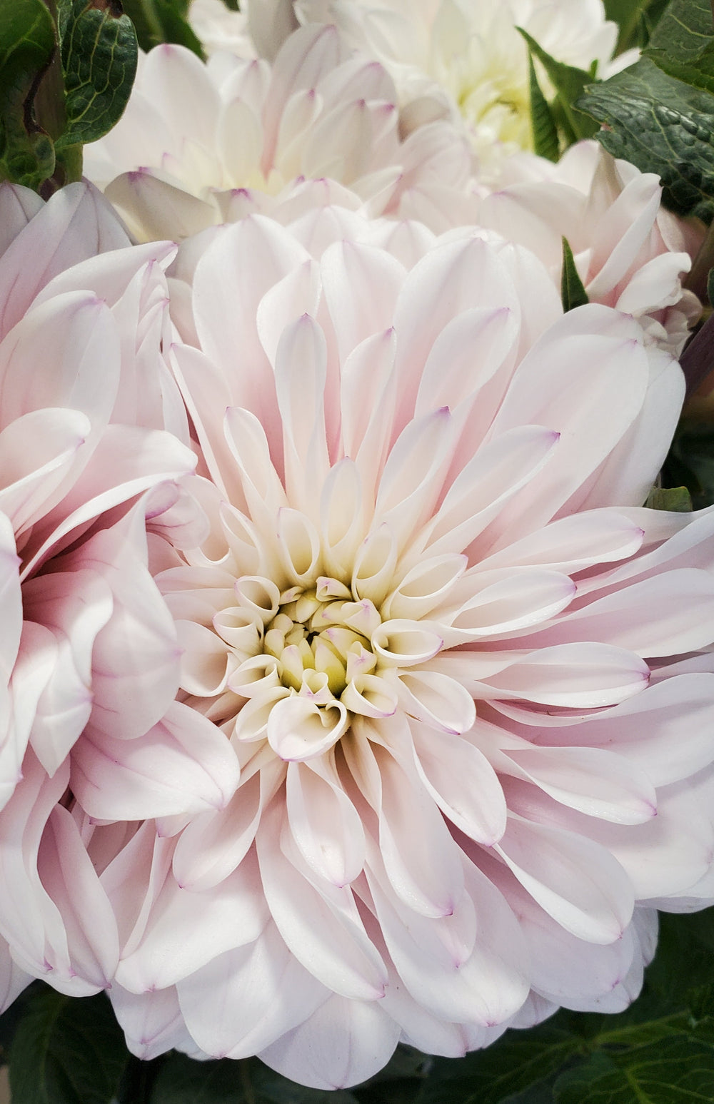 Blumen in Heidelberg