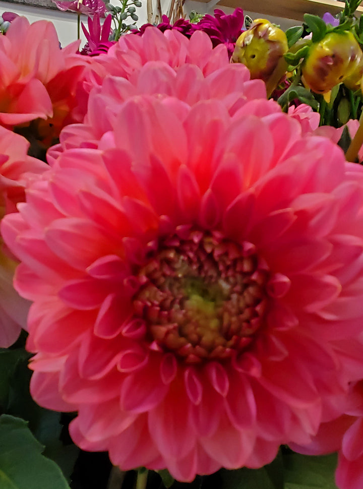 Blumen in Heidelberg