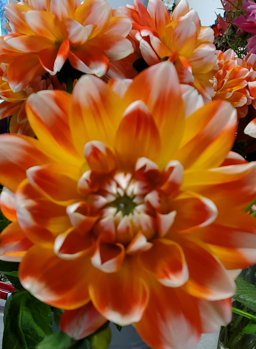 Blumen in Heidelberg