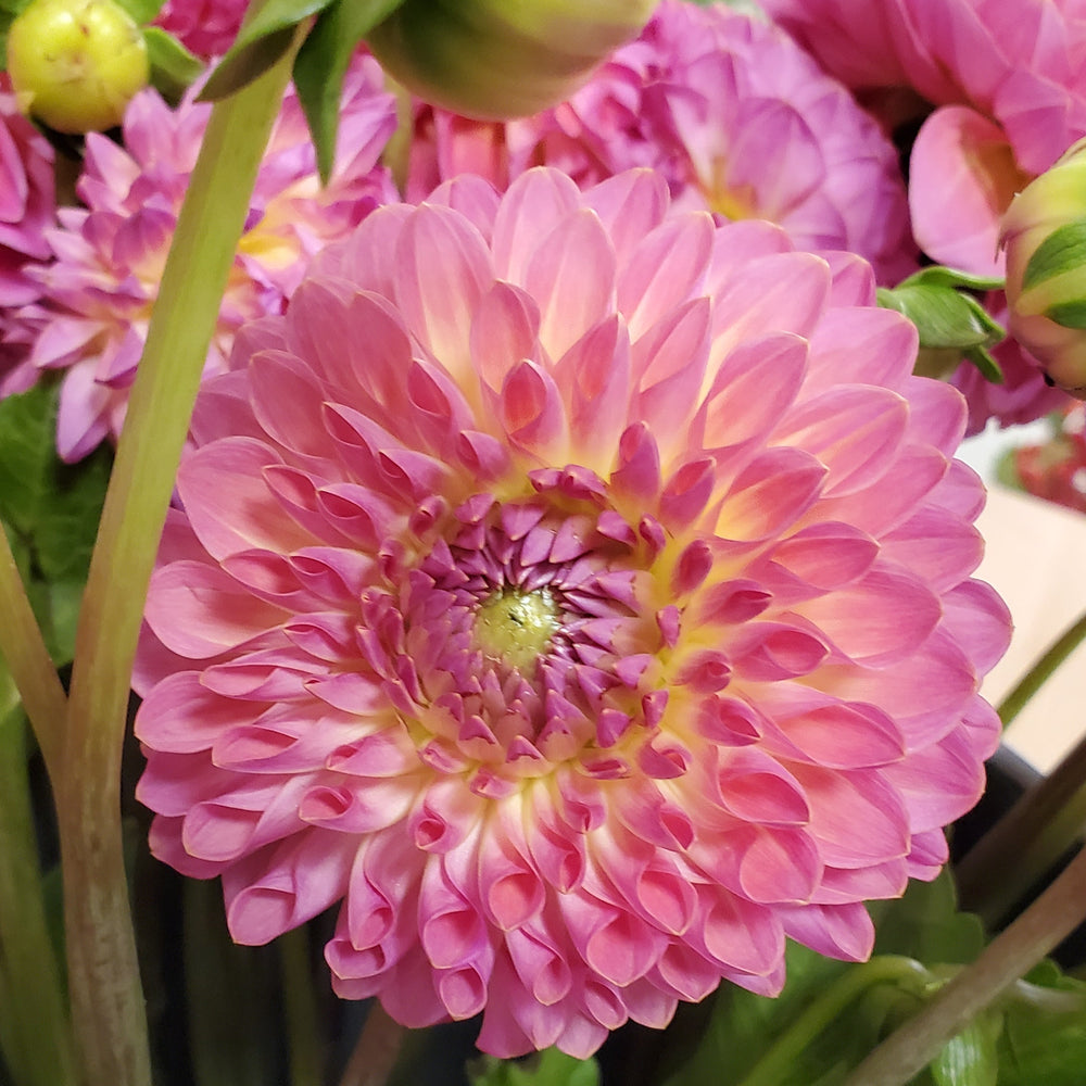 FlowerWorks Heidelberg