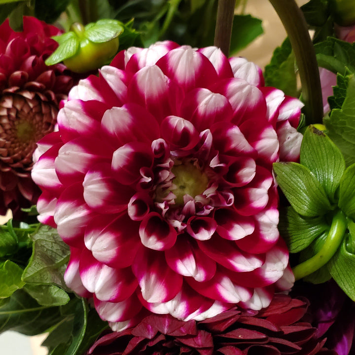 Blumen in Heidelberg
