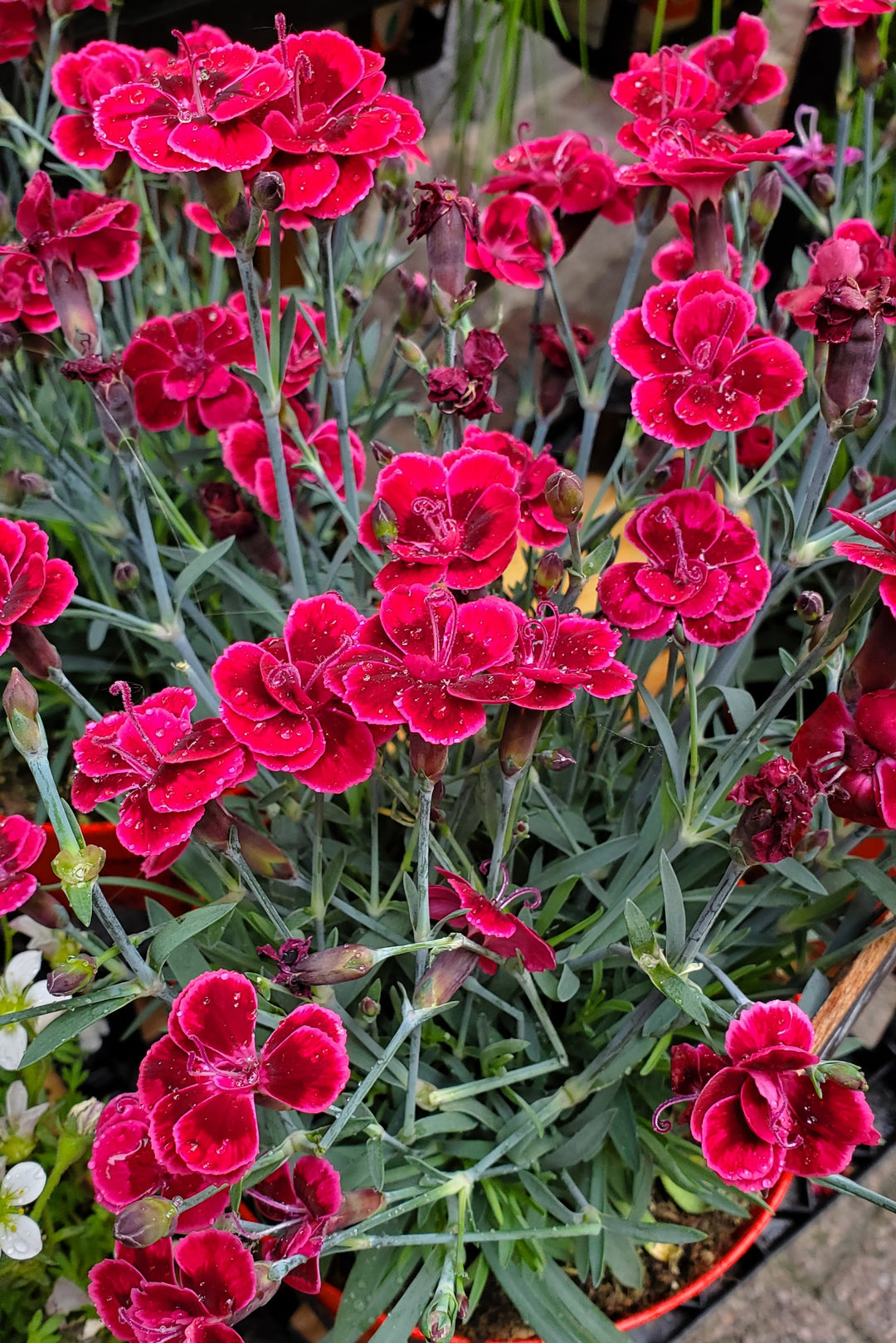 Blumen in Heidelberg