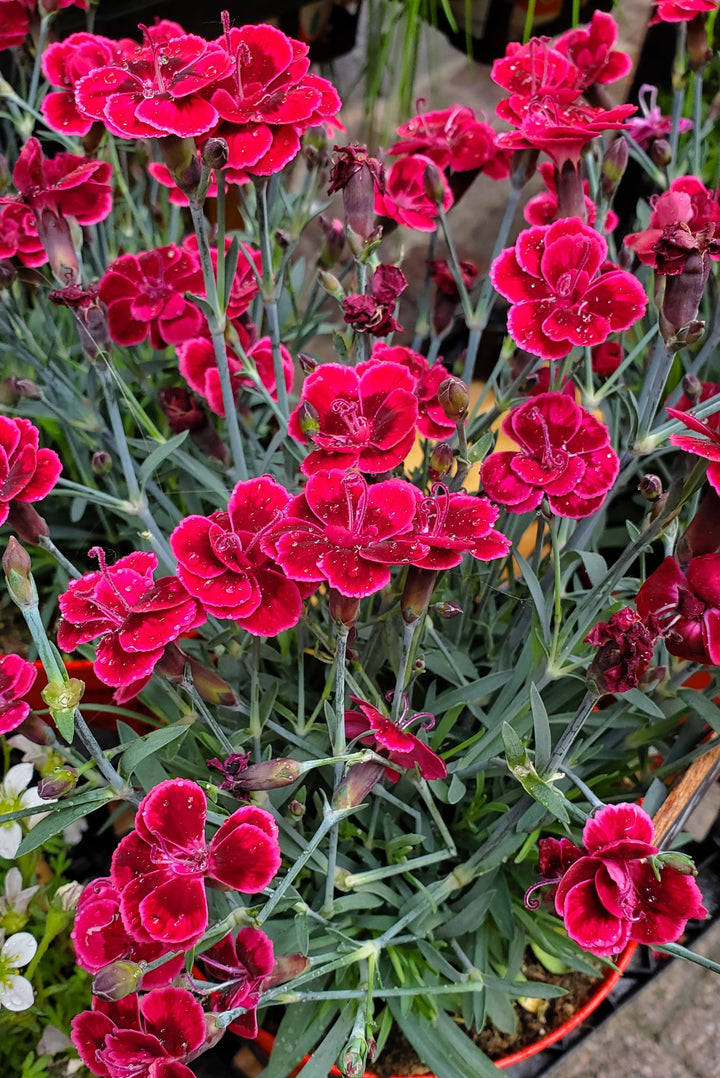 Blumen in Heidelberg