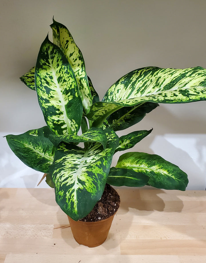 FlowerWorks Heidelberg