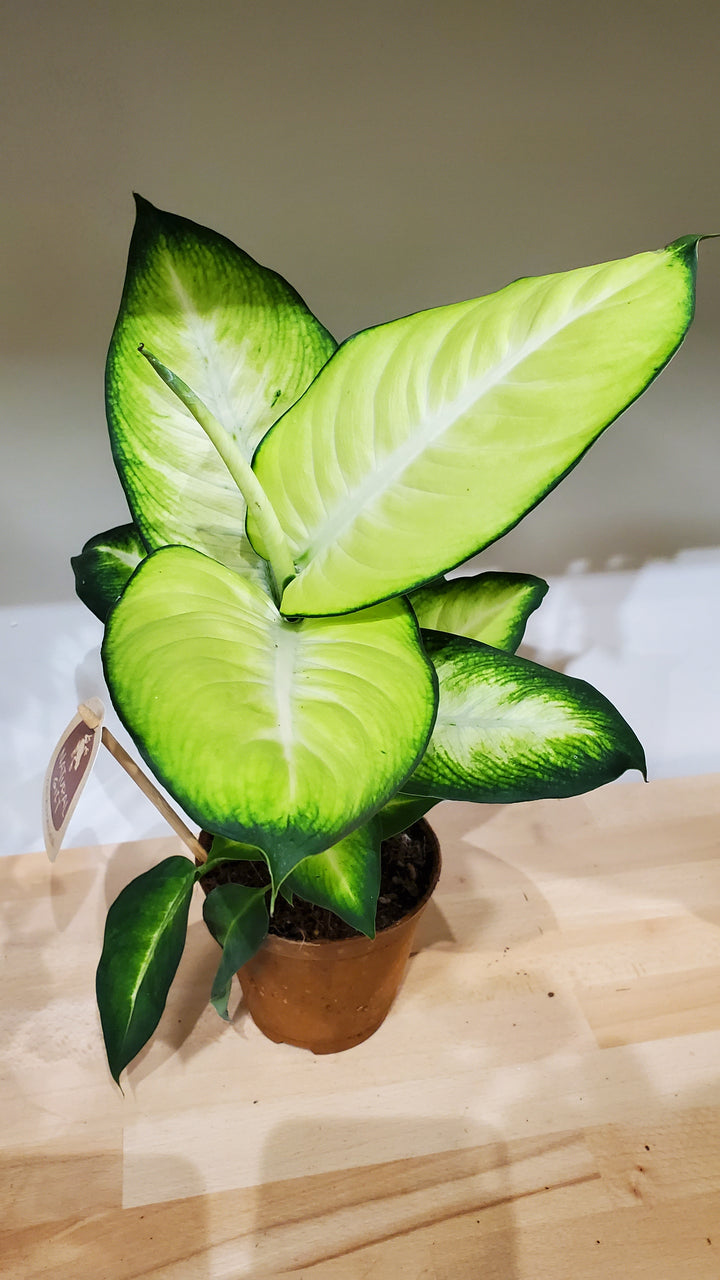 FlowerWorks Heidelberg