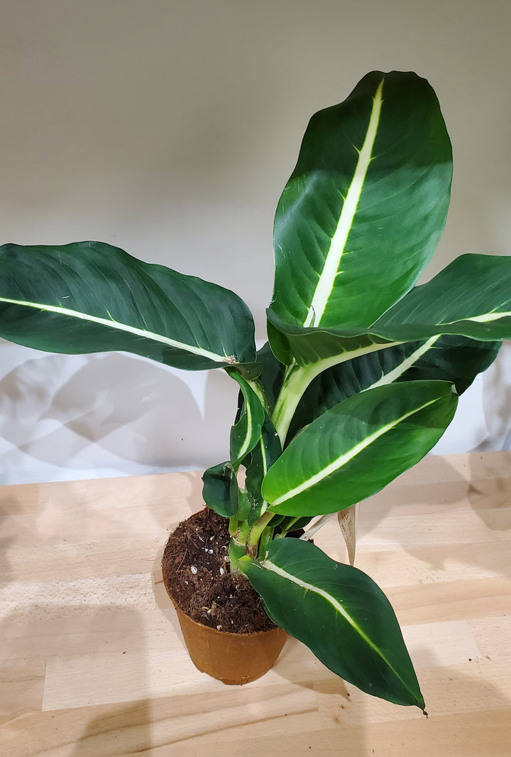 FlowerWorks Heidelberg