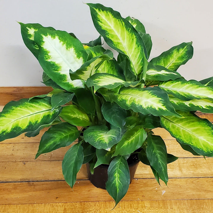 FlowerWorks Heidelberg