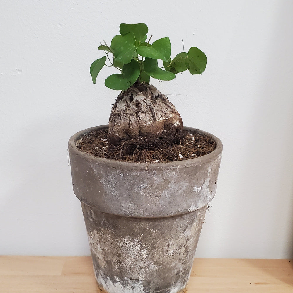 FlowerWorks Heidelberg