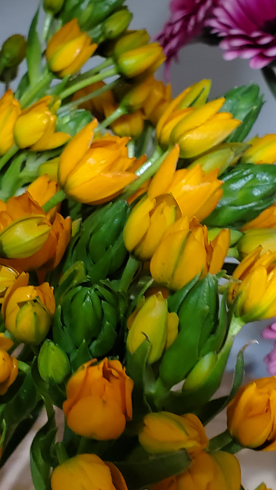 FlowerWorksHeidelberg