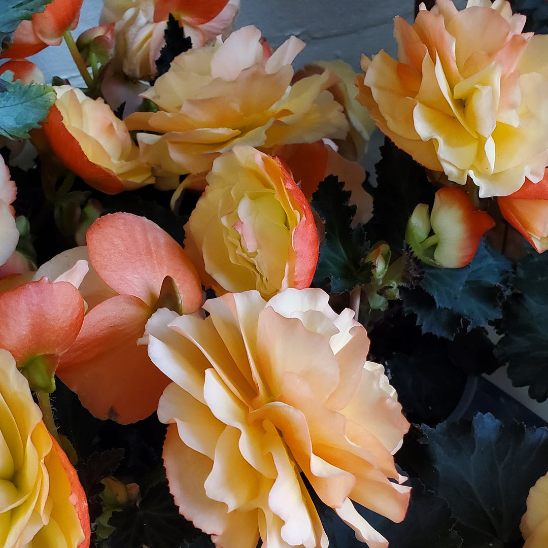Blumen in Heidelberg