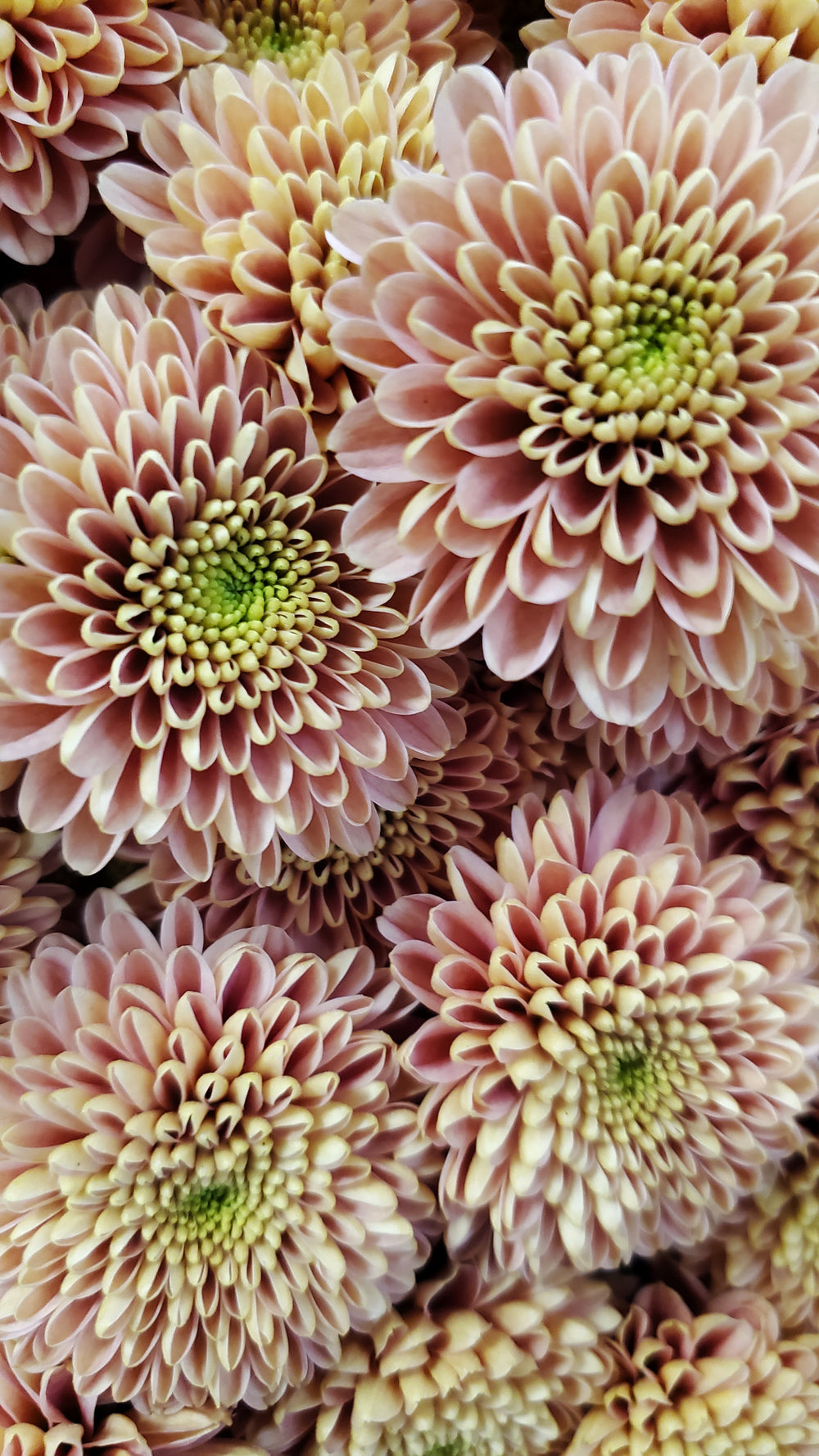 FlowerWorks Heidelberg