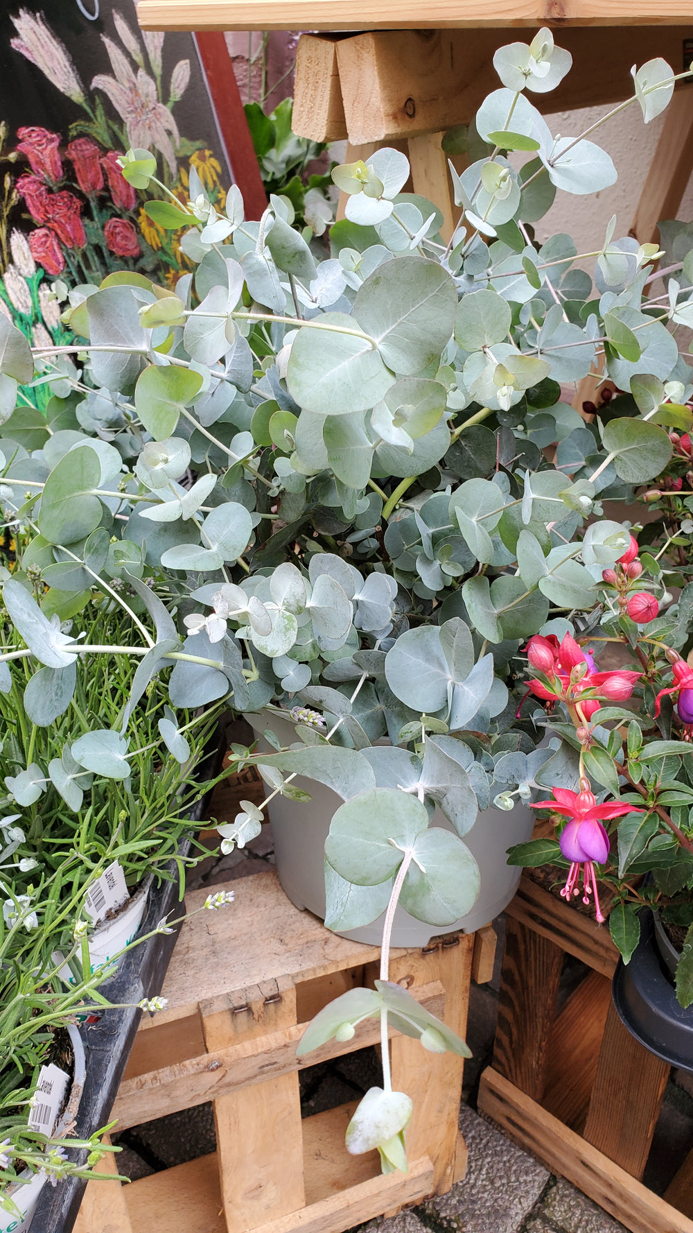 Blumen in Heidelberg