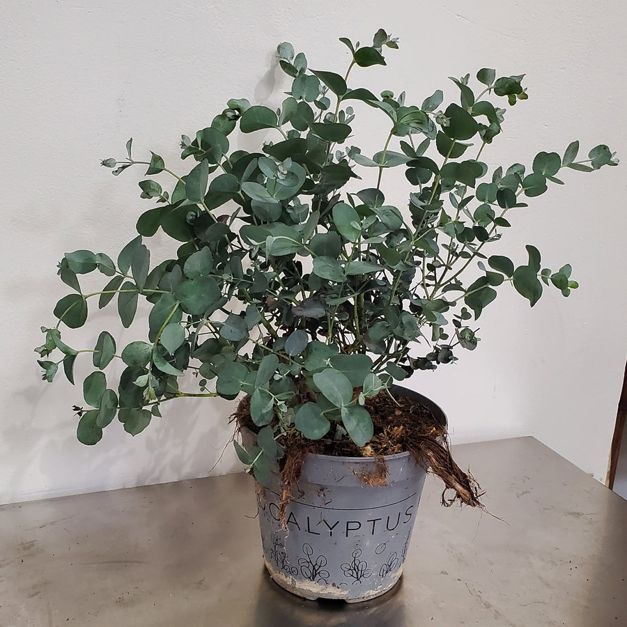 FlowerWorks Heidelberg