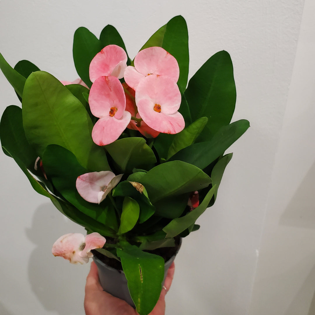 Euphorbia milii