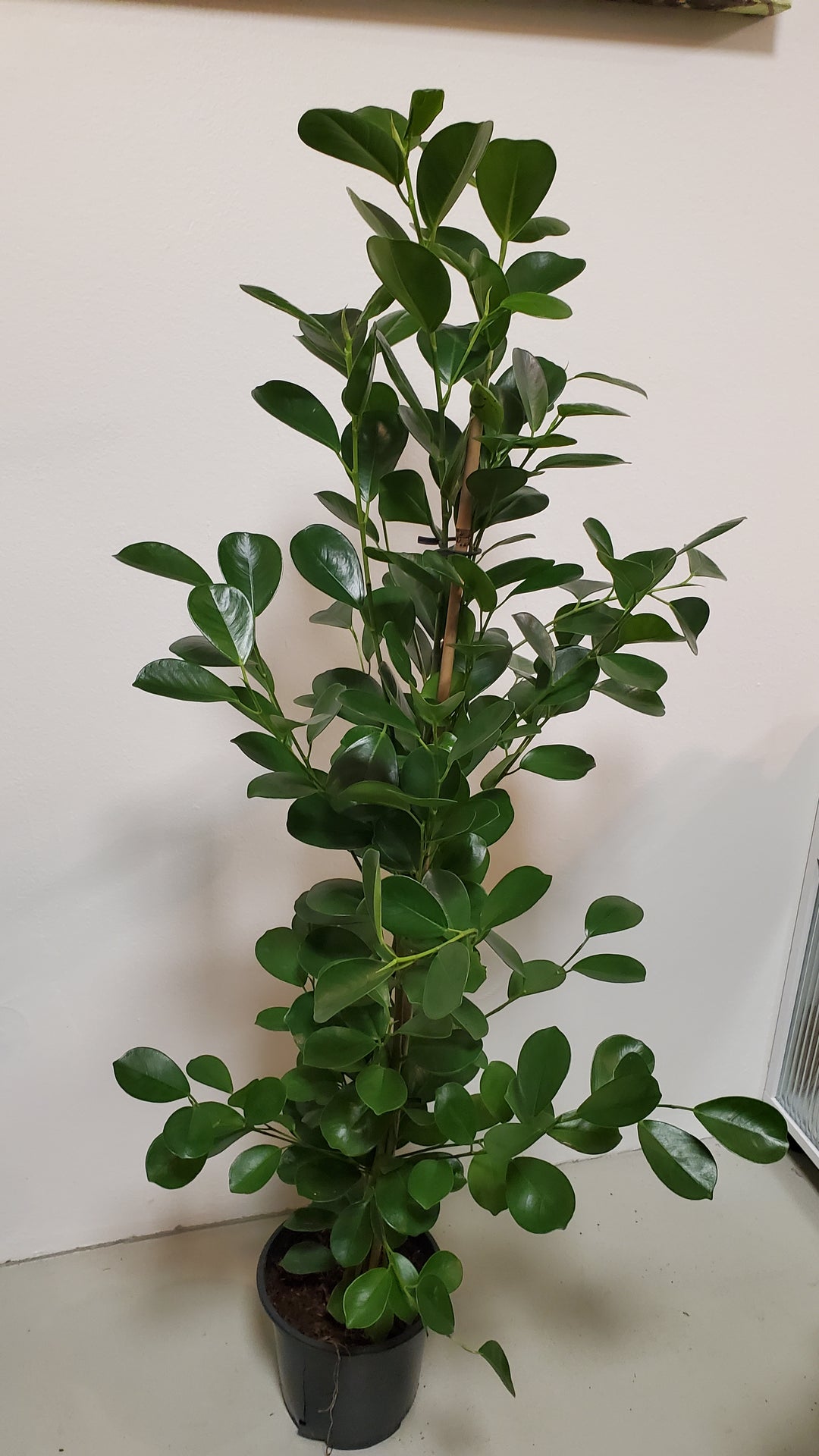 FlowerWorks Heidelberg