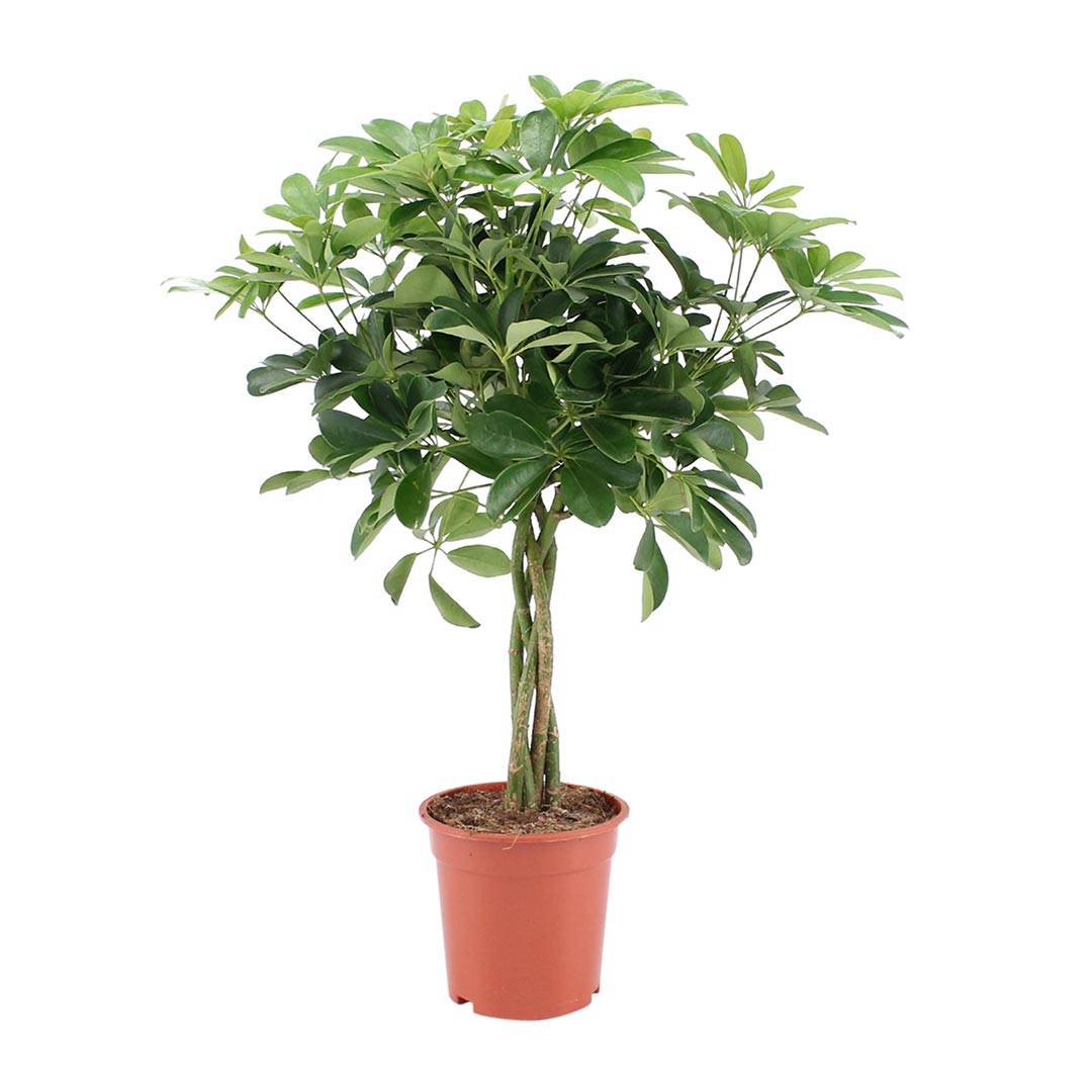 Schefflera