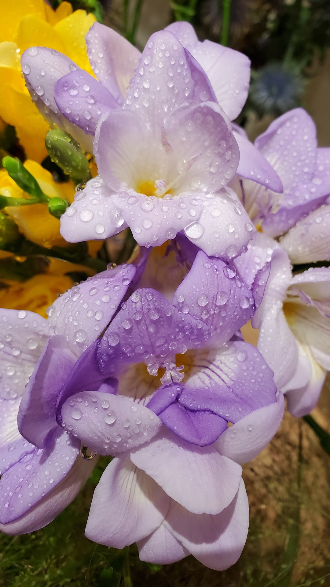 FlowerWorks Heidelberg