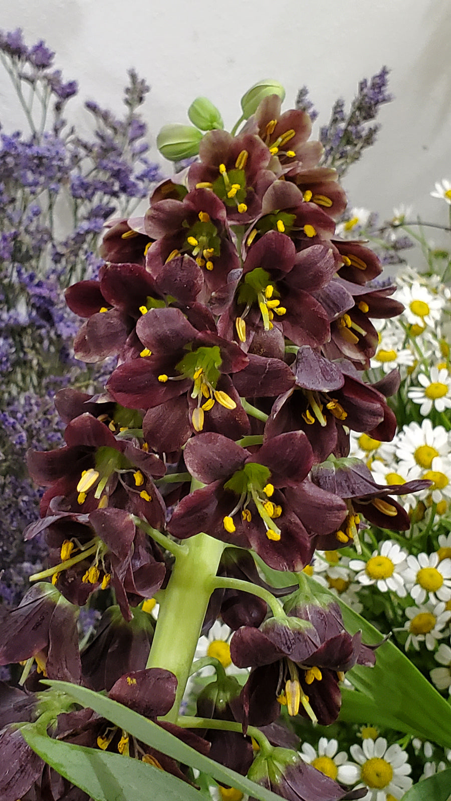 FlowerWorks Heidelberg