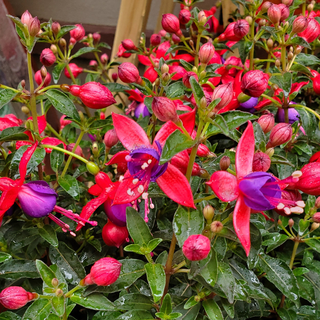 Blumen in Heidelberg