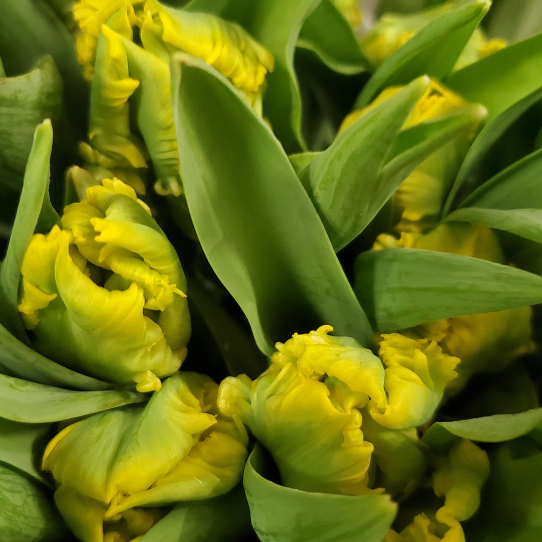 FlowerWorks Heidelberg