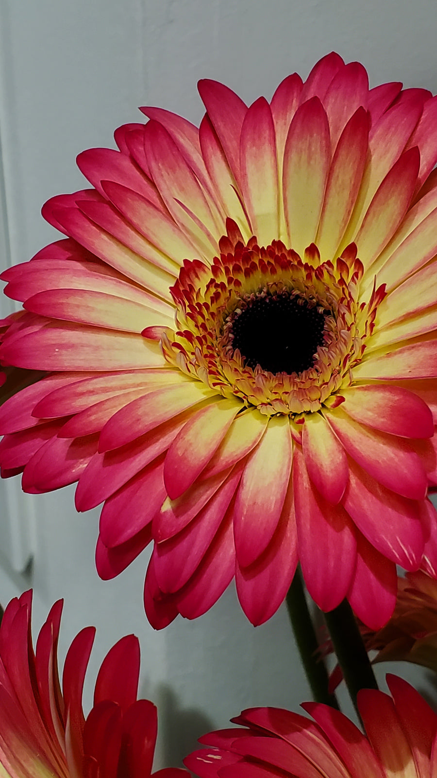 FlowerWorks Heidelberg