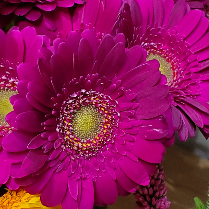 FlowerWorks Heidelberg