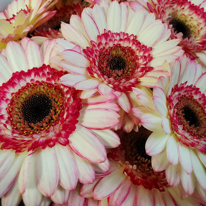 FlowerWorks Heidelberg