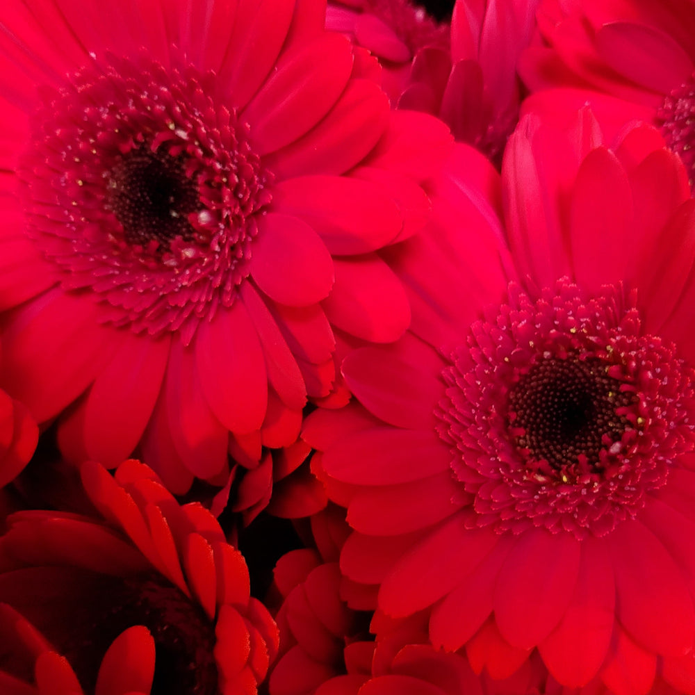 FlowerWorks Heidelberg