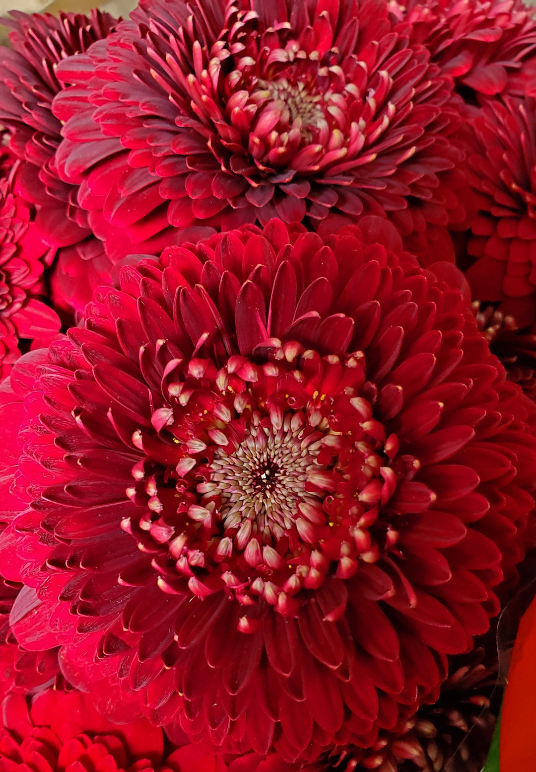 Blumen in Heidelberg