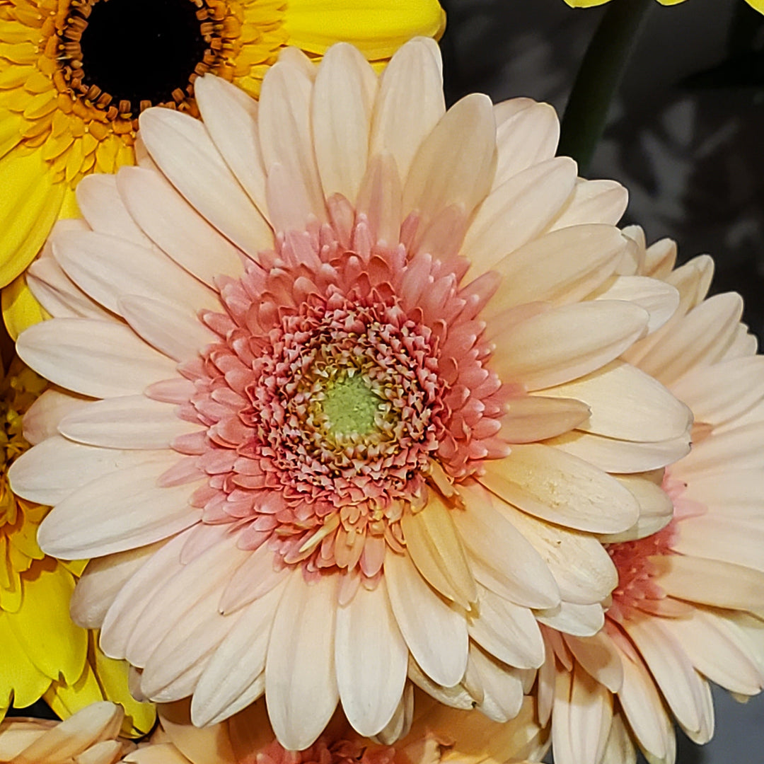 FlowerWorks Heidelberg