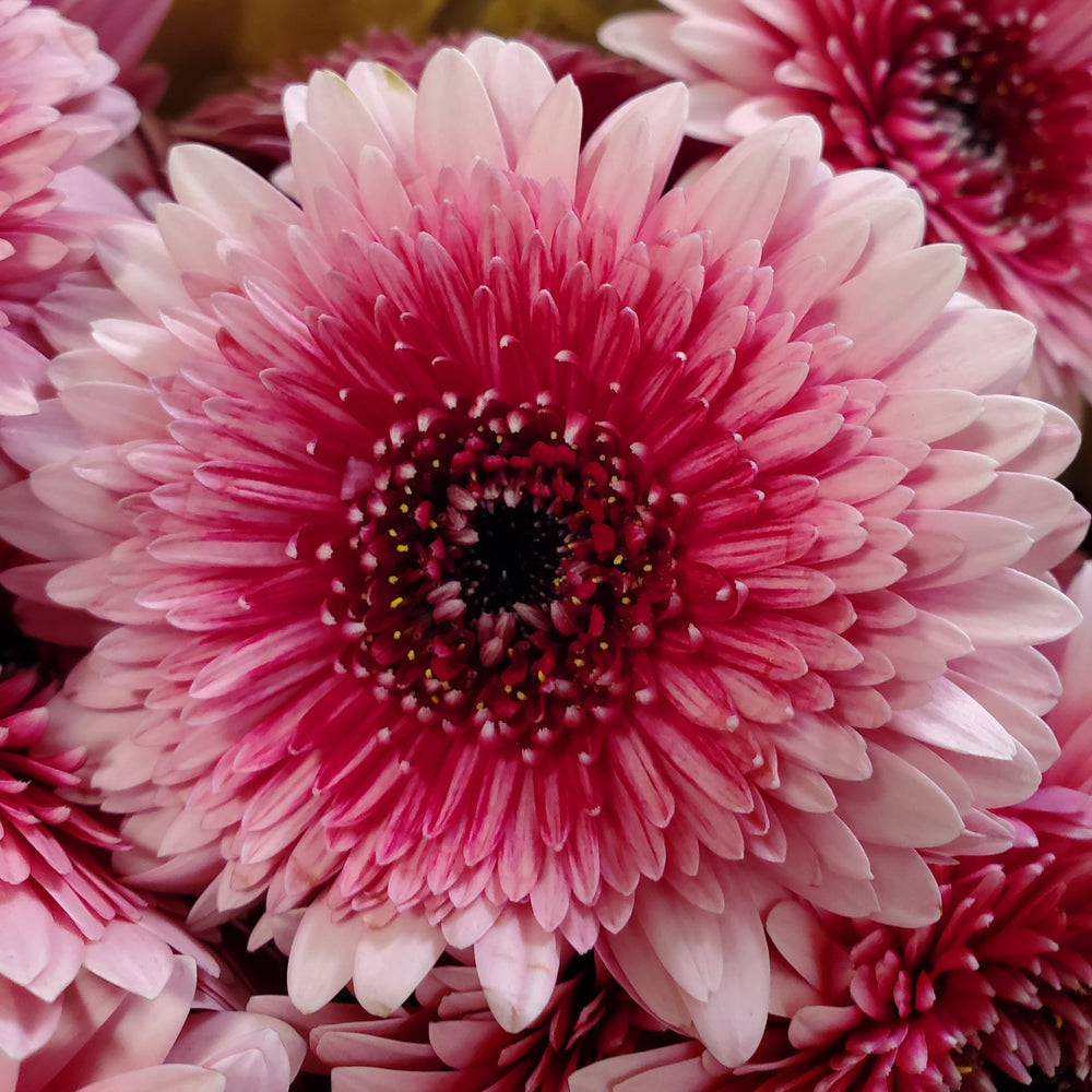 FlowerWorks Heidelebrg