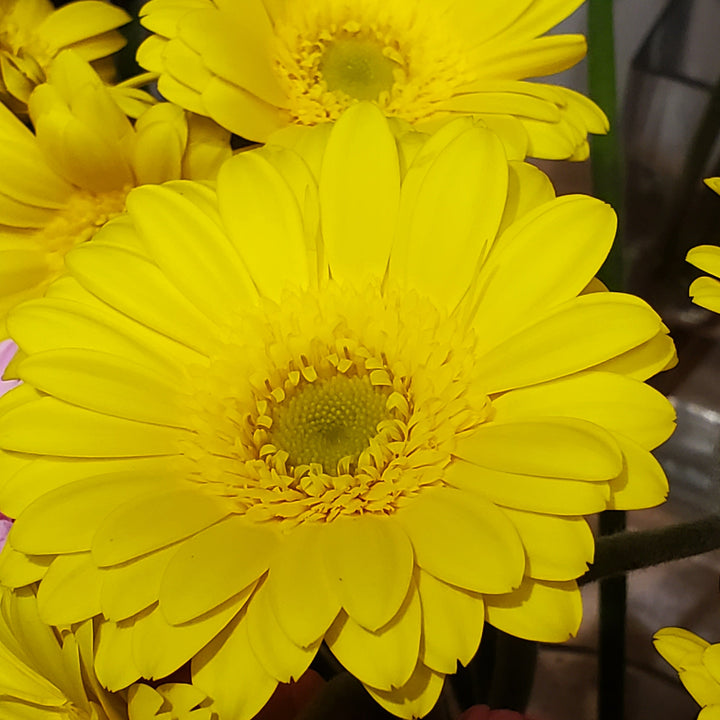 FlowerWorks Heidelberg