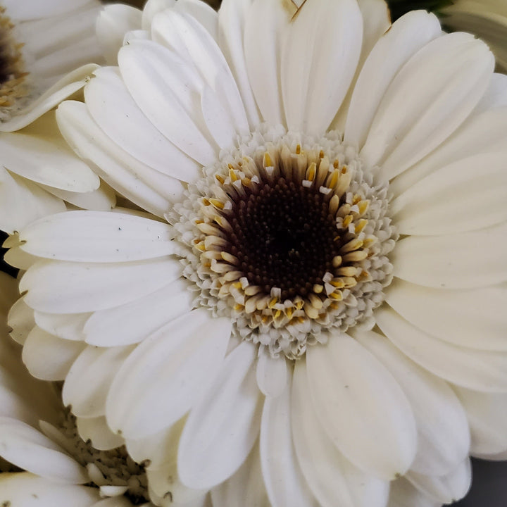 FlowerWorks Heidelberg