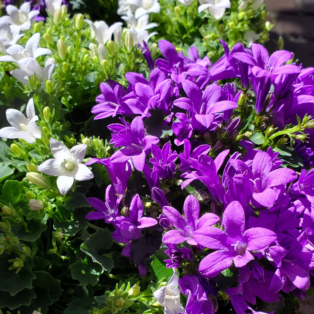 Blumen in  Heidelberg