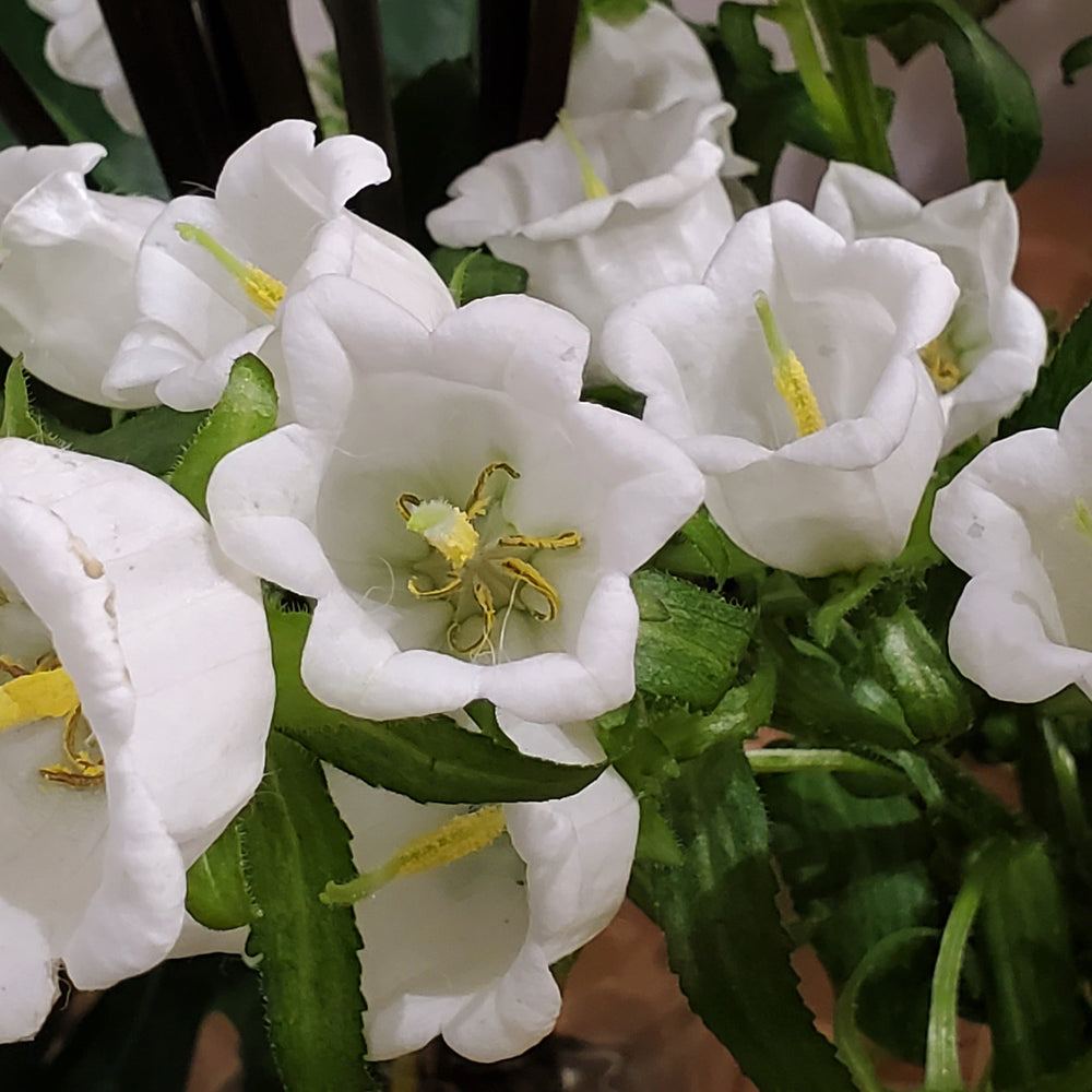 FlowerWorks Heidelberg