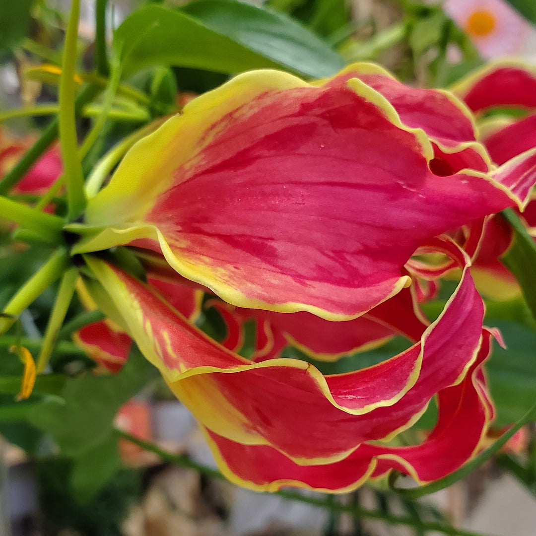 Blumenladen in Heidelberg