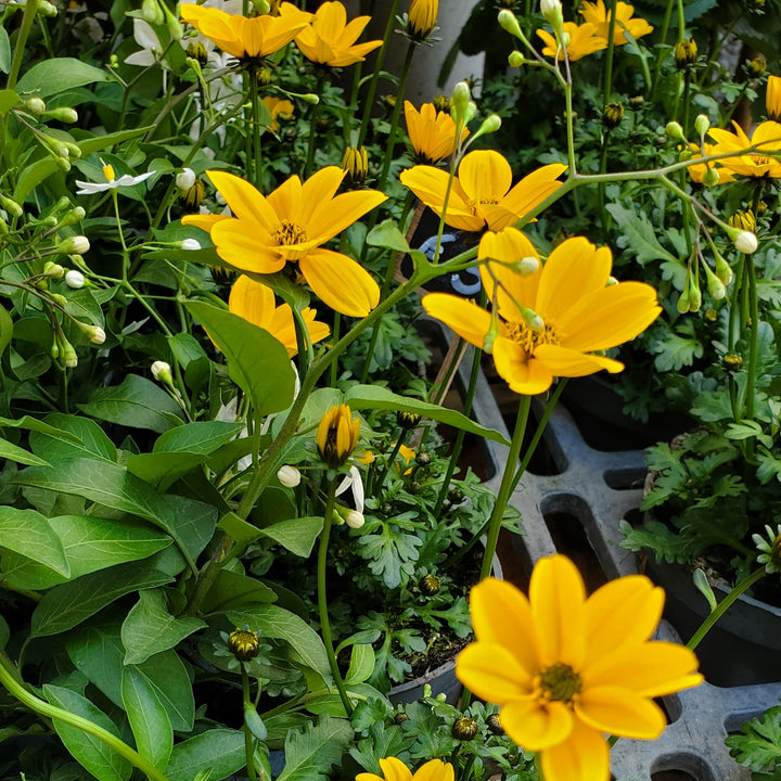 Blumen in  Heidelberg