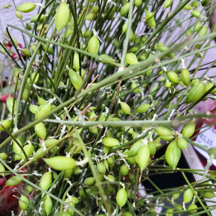 FlowerWorks Heidelberg