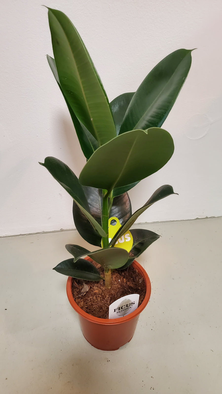 FlowerWorks Heidelberg