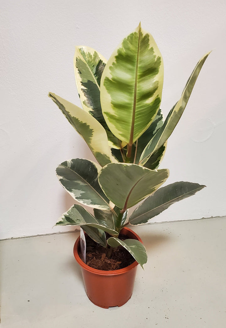 FlowerWorks Heidelberg