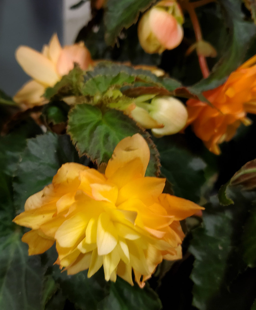 Blumen in Heidelberg