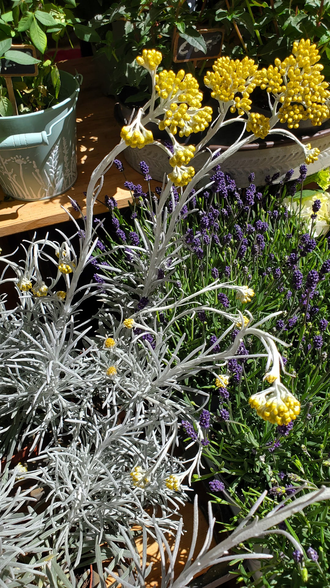 Blumenladen in Heidelberg