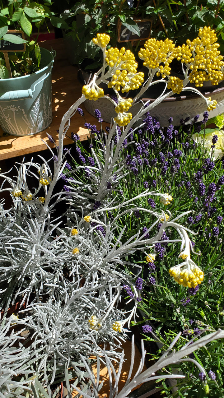 Blumenladen in Heidelberg