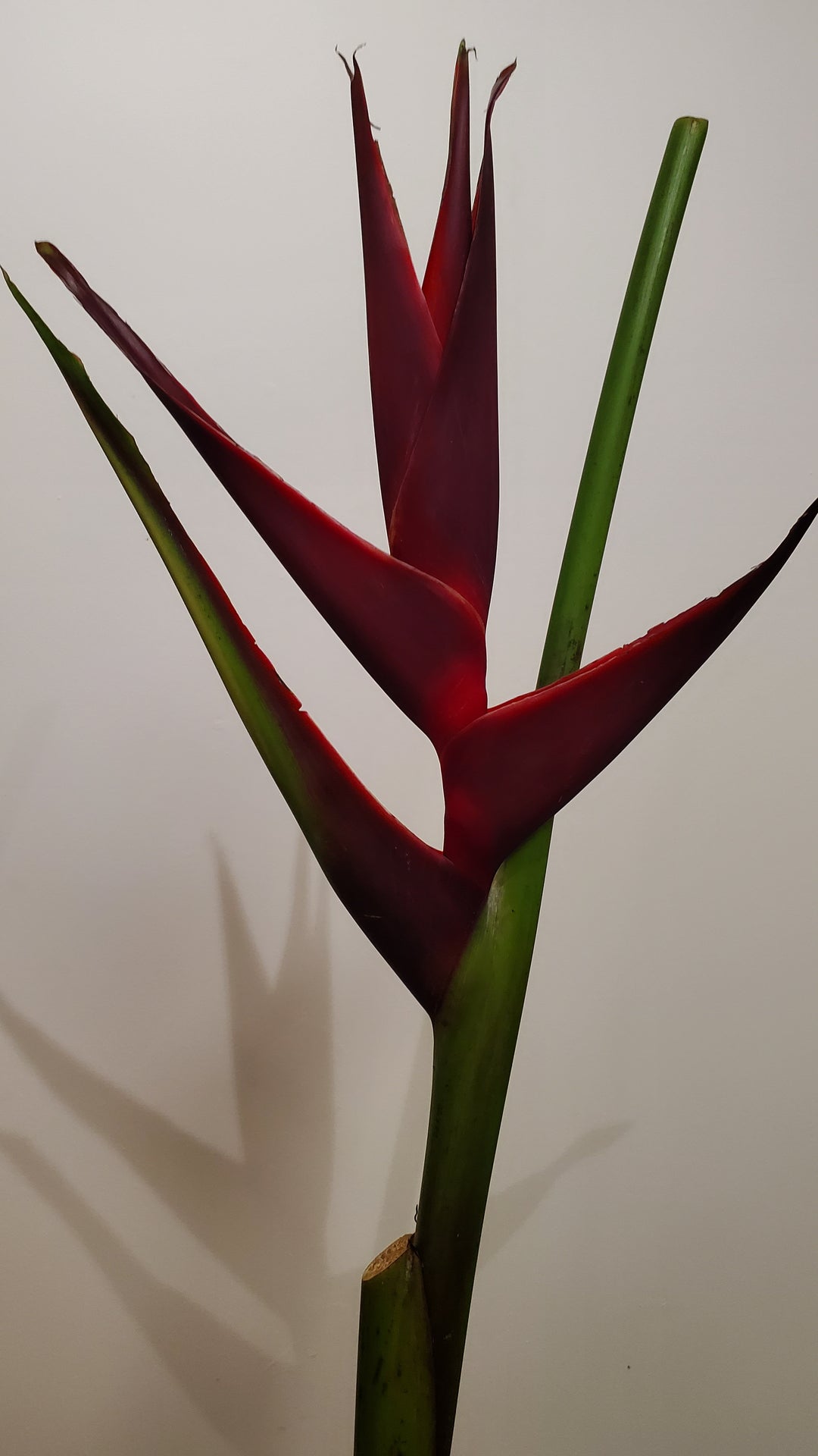 Blumenladen in Heidelberg